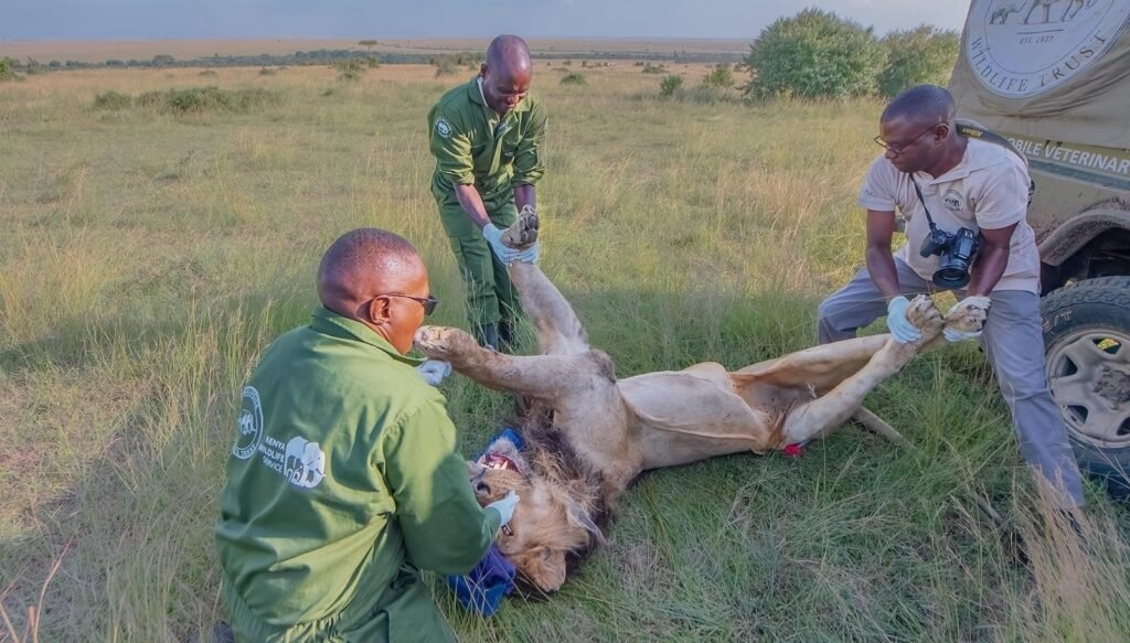 Kenya’s legendary hunter lion Lorkulup succumbs to injuries sustained in hunt